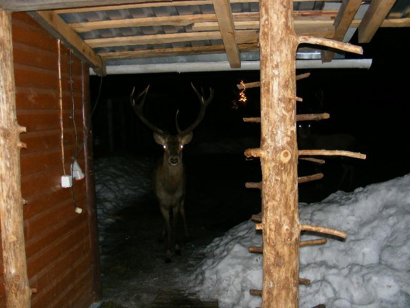 Olsik Apartment Bialowieza Luaran gambar