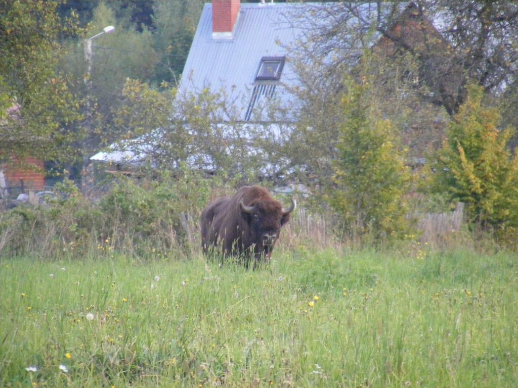 Olsik Apartment Bialowieza Luaran gambar
