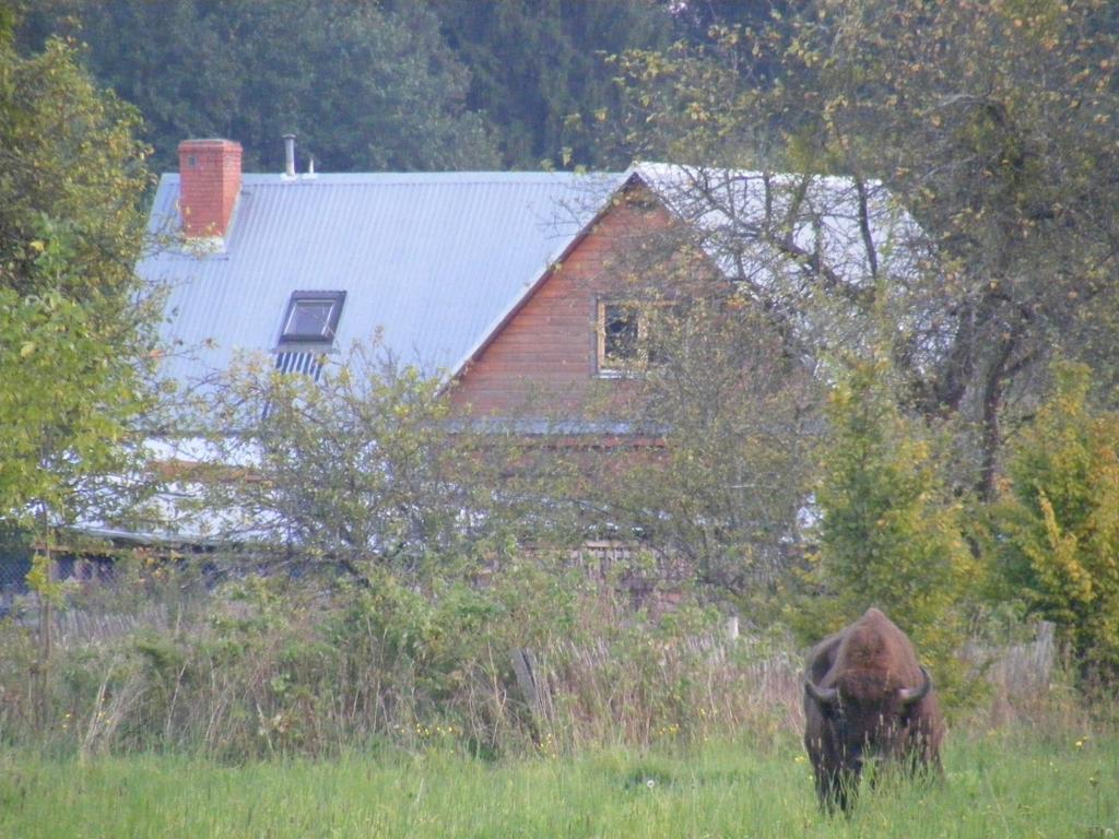 Olsik Apartment Bialowieza Luaran gambar